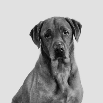 Alpha greyscale